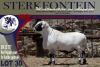 1X MEATMASTER RAM STERKFONTEIN MEATMASTERS