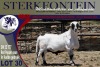 1X MEATMASTER RAM STERKFONTEIN MEATMASTERS - 3