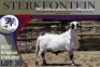 1X MEATMASTER RAM STERKFONTEIN MEATMASTERS - 3