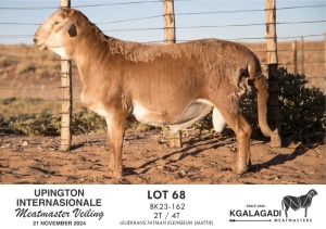 1X MEATMASTER RAM KGALAGADI MEATMASTERS