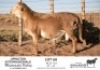 1X MEATMASTER RAM KGALAGADI MEATMASTERS