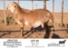 1X MEATMASTER RAM KGALAGADI MEATMASTERS - 2