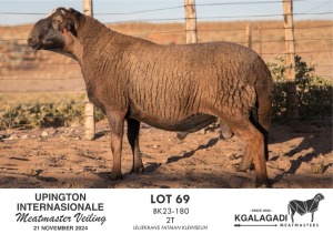 1X MEATMASTER RAM KGALAGADI MEATMASTERS