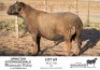 1X MEATMASTER RAM KGALAGADI MEATMASTERS - 2