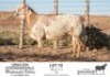WITHDRAWN - 1X MEATMASTER RAM KGALAGADI MEATMASTERS - 2