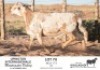 WITHDRAWN - 1X MEATMASTER RAM KGALAGADI MEATMASTERS - 3