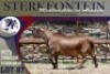 1X MEATMASTER RAM STERKFONTEIN MEATMASTERS - 2