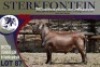 1X MEATMASTER RAM STERKFONTEIN MEATMASTERS - 3