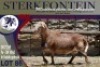 1X MEATMASTER RAM STERKFONTEIN MEATMASTERS - 2