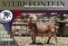 1X MEATMASTER RAM STERKFONTEIN MEATMASTERS - 3