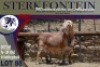 1X MEATMASTER RAM STERKFONTEIN MEATMASTERS - 4