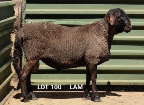 1X MEATMASTER RAM CONSENTVLEY MEATMASTERS