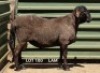 1X MEATMASTER RAM CONSENTVLEY MEATMASTERS