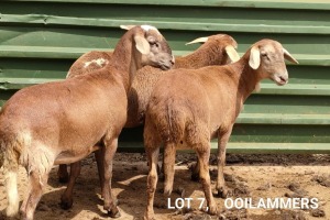 4X MEATMASTER EWE OSVLEY MEATMATERS