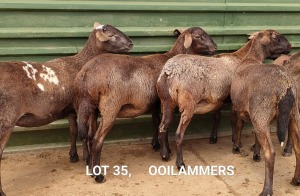 4X MEATMASTER EWE OSVLEY MEATMATERS