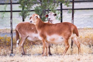 2X MEATMASTER EWE GERMAR MEATMASTERS