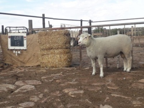 LOT 13 RAM : GE 20 0002 - GERUNE FAMILIE TRUST&nbsp;&nbsp;