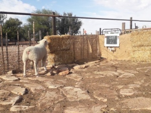 LOT 22 RAM : GE 20 0019 - GERUNE FAMILIE TRUST&nbsp;&nbsp;&nbsp;