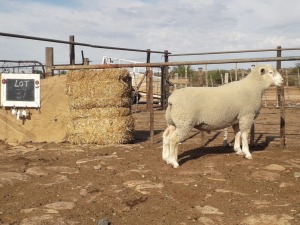 LOT 37 RAM : GE 20 0025 - GERUNE FAMILIE TRUST