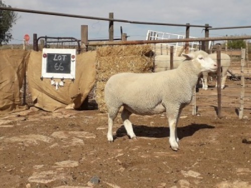LOT 66 OOI : GE 19 0100 - GERUNE FAMILIE TRUST