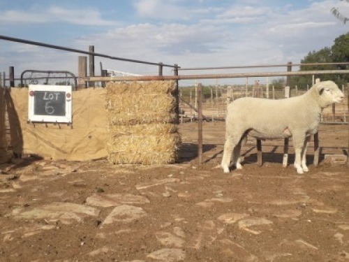 LOT 6 RAM : GE 20 0023 - GERUNE FAMILIE TRUST&nbsp;