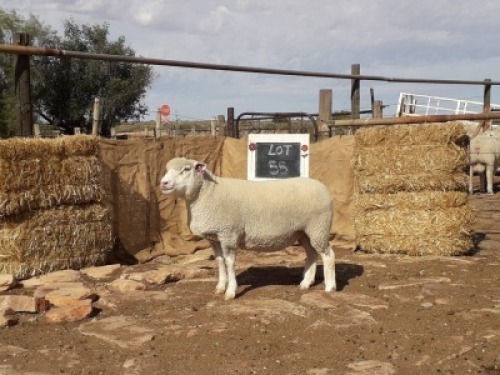 LOT&nbsp;55 OOI : GE 18 0148 - GERUNE FAMILIE TRUST