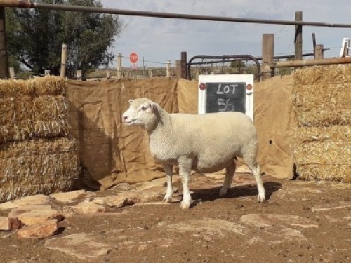 LOT 56 OOI : GE 16 0037 - GERUNE FAMILIE TRUST&nbsp;&nbsp;&nbsp;