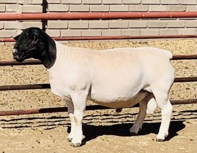 LOT 19 1 X DORPER RAM KOWIE DE WITT - T4