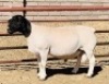 LOT 19 1 X DORPER RAM KOWIE DE WITT - T4