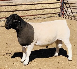 LOT 18 1 X DORPER RAM KOWIE DE WITT - T5