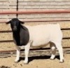 LOT 18 1 X DORPER RAM KOWIE DE WITT - T5 - 3