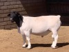 LOT 34 1 X DORPER RAM KOWIE DE WITT - T4