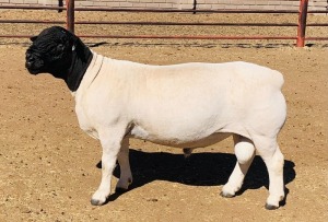 LOT 20 1 X DORPER RAM KOWIE DE WITT - T4