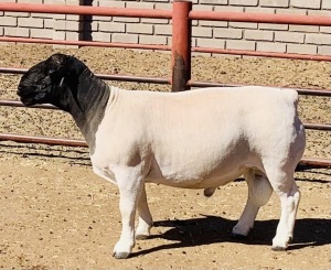 LOT 35 1 X DORPER RAM KOWIE DE WITT