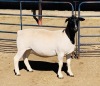 ONTTREK - LOT 53 1 X DORPER OOI/EWE KOWIE DE WITT - 2