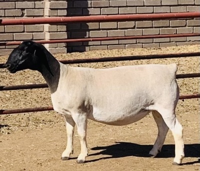 LOT 54 1 X DORPER OOI//EWE KOWIE DE WITT - T4 DRAGTIG