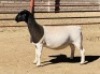 ONTTREK - LOT 75 1 X DORPER OOI/EWE KOWIE DE WITT - 2