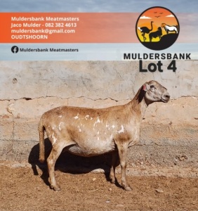 1X MEATMASTER EWE MULDERSBANK MEATMASTERS