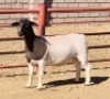 ONTTREK - LOT 75 1 X DORPER OOI/EWE KOWIE DE WITT - 3