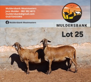 2X MEATMASTER EWE MULDERSBANK MEATMASTERS