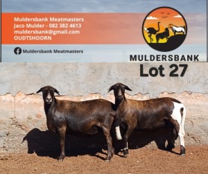 2+2X MEATMASTER EWE MULDERSBANK MEATMASTERS