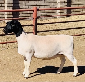 LOT 78 1 X DORPER OOI/EWE KOWIE DE WITT - T4