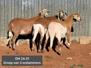 3X MEATMASTER EWE OMEGA MEATMASTERS