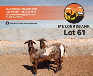 1X MEATMASTER EWE MULDERSBANK MEATMASTERS