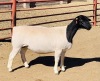 LOT 51 1 X DORPER OOI/EWE KOWIE DE WITT - T5