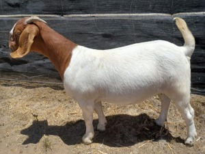 1X BOER GOAT FLOCK DOE BIEDOUW BOERBOKSTOET 571