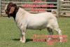 1X BOER GOAT FLOCK BUCK SHONGOLOLO BOERBOK STOET