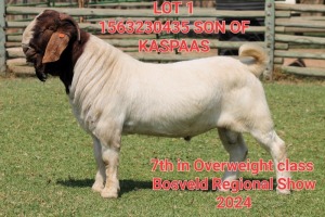 1X BOER GOAT BUCK SHONGOLOLO BOERBOK STOET