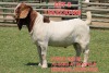 1X BOER GOAT FLOCK BUCK SHONGOLOLO BOERBOK STOET