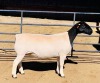 LOT 51 1 X DORPER OOI/EWE KOWIE DE WITT - T5 - 2